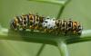 Papilio machaon